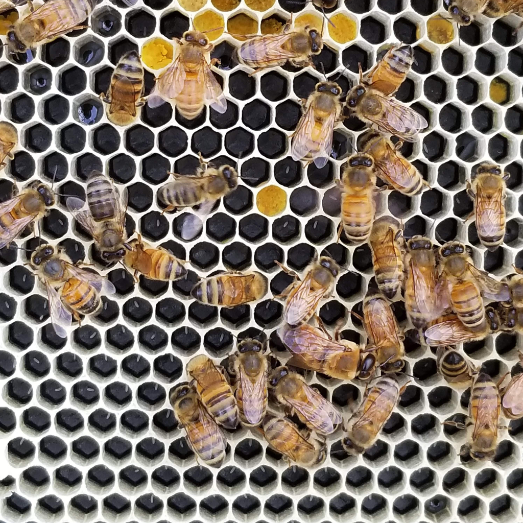 8-Frame Deep and Medium Box Hive Kit Foxhound Bee Company