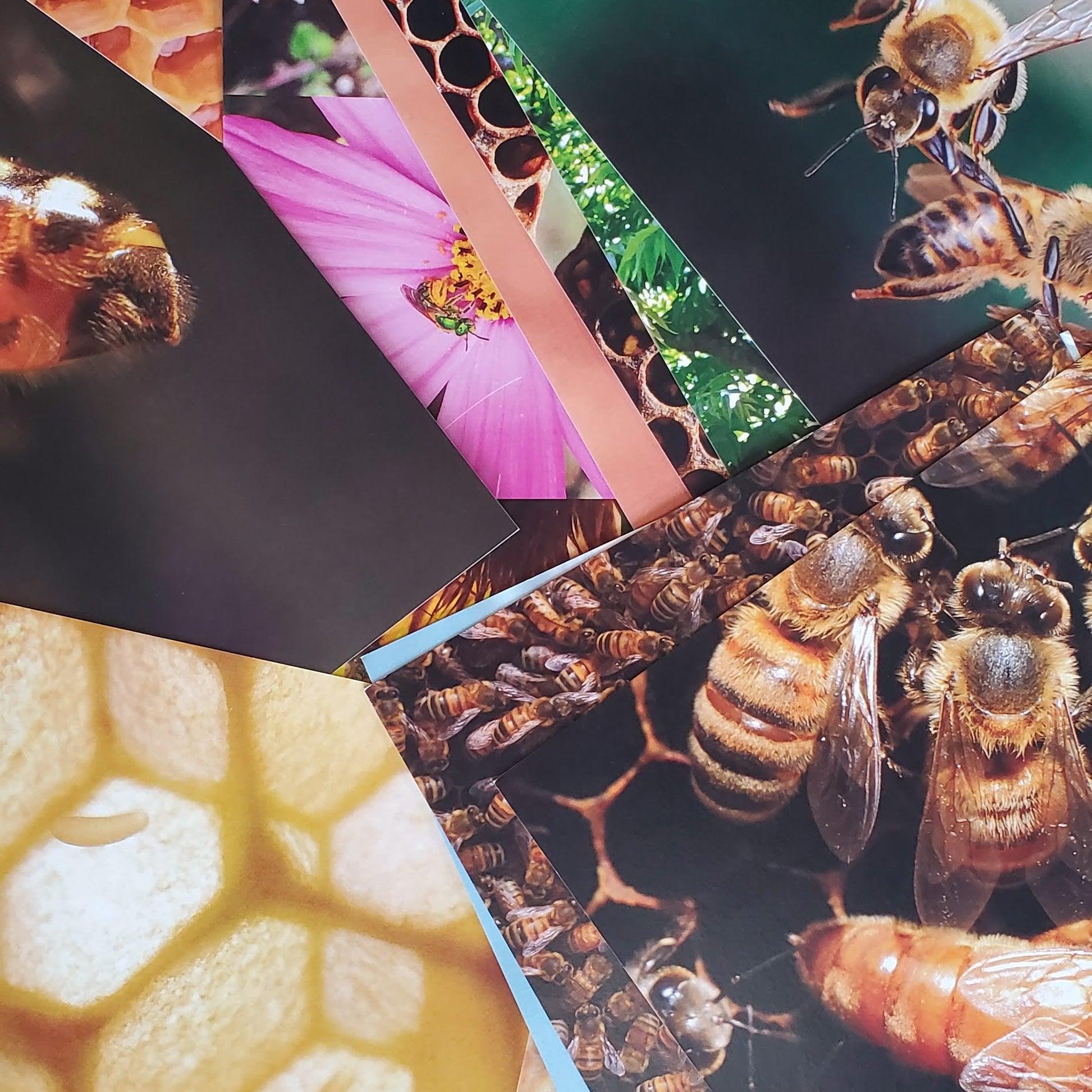 Interactive Bee Class Foxhound Bee Company