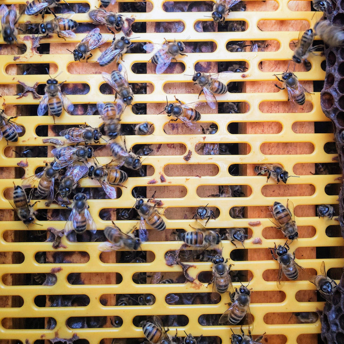 Plastic Queen Excluder Foxhound Bee Company