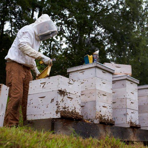 Private Class - Mentor Service Foxhound Bee Company