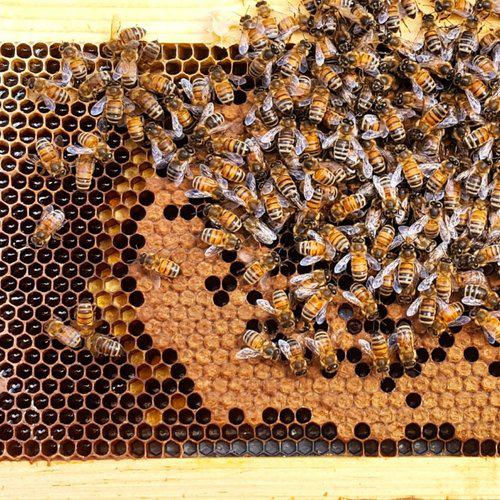 Private Class - Mentor Service Foxhound Bee Company