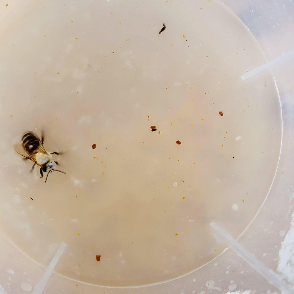 Varroa Easy Check Foxhound Bee Company
