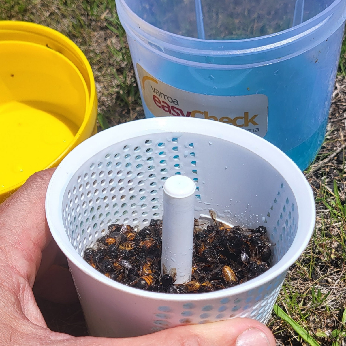 Varroa Easy Check Foxhound Bee Company