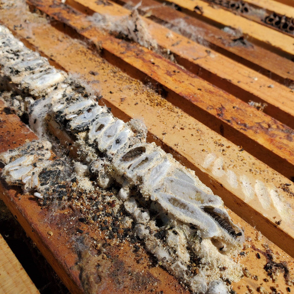 Wax Moth Crystals Foxhound Bee Company