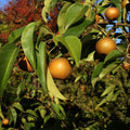 20th Century Asian Pear Live Good Logistics